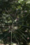 Bearded skeletongrass